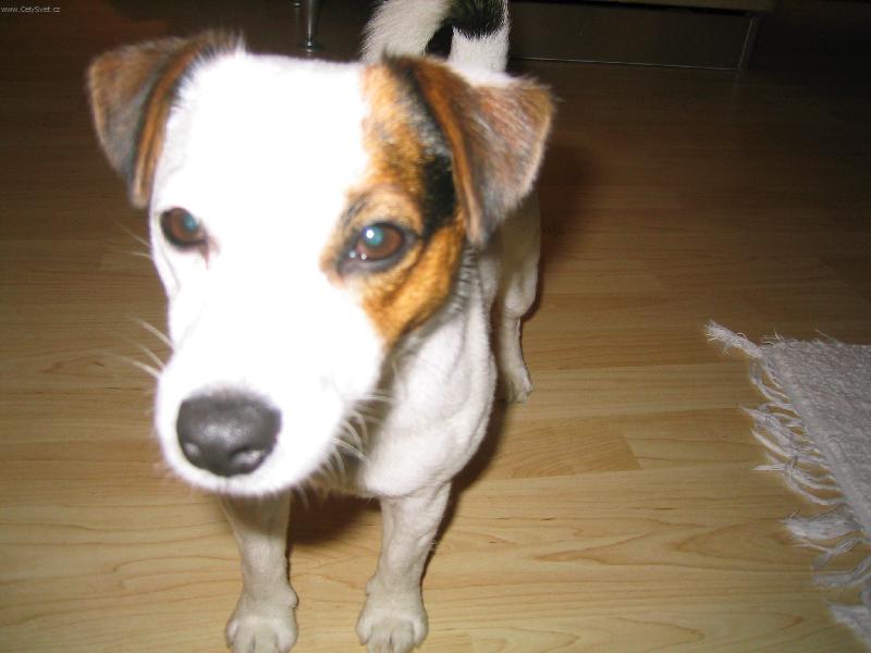 Foto: Velk� mal� pes-Jacky....mal� pes s obrovsk�m srdcem
