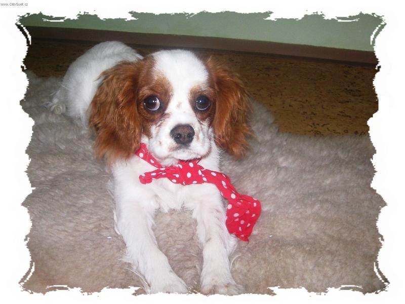 Foto: Kaval�r King Charles �pan�l-jsem fe��k a kdy� nevyhrju,tak nevad� aspo� jsem se z��astnil