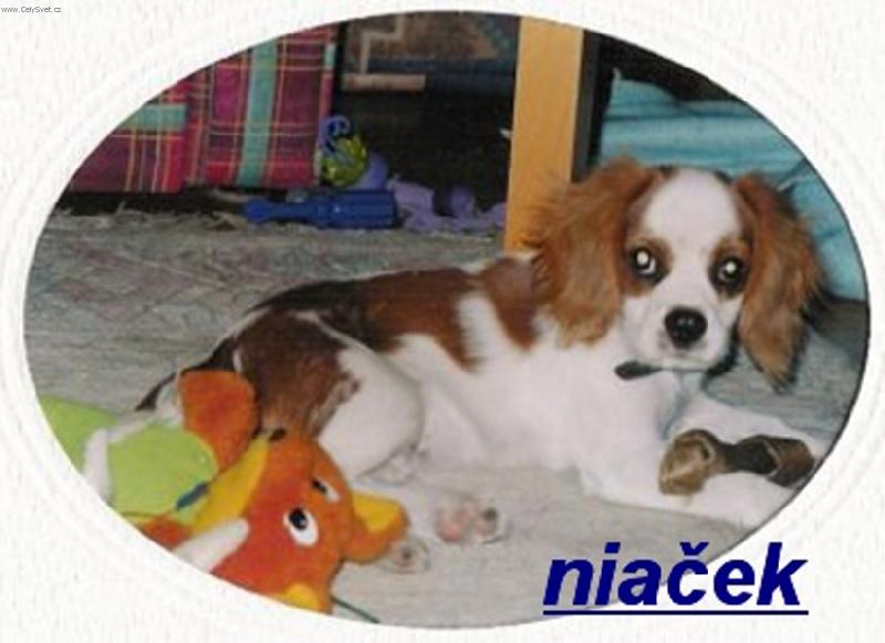 Foto: nia�ek-malynkej nia�ek se svymi hra�kami