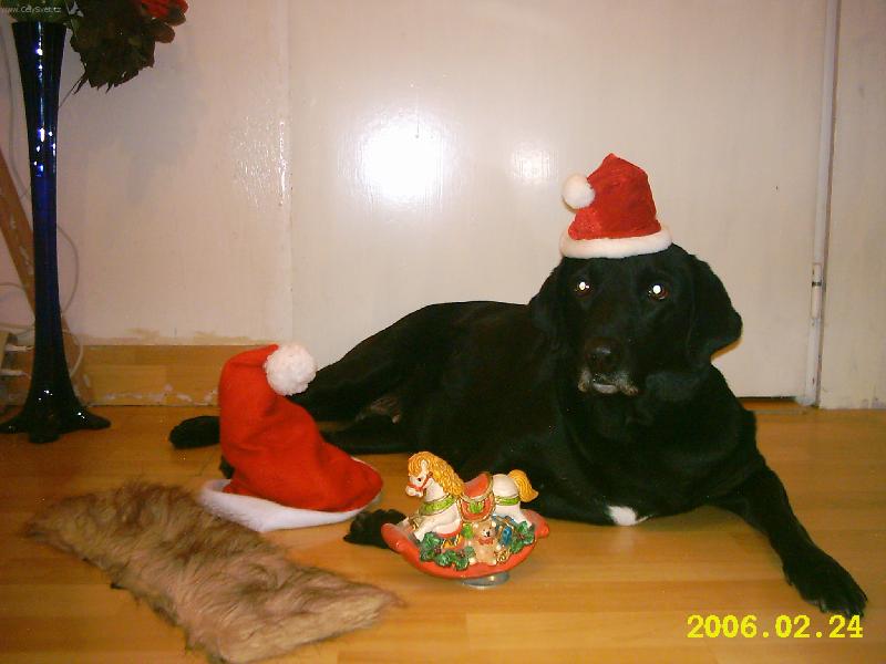 Foto:  To jsem ale hezk� p��ni�ko co?? p�eju stastne a vesele-daisy