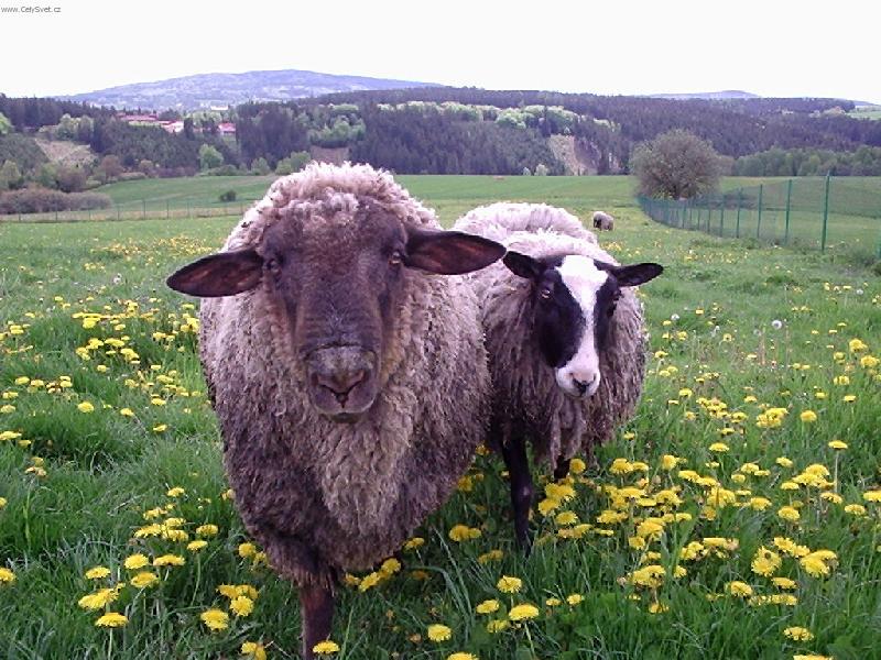 Foto: ove�ky-p�re�ek :)