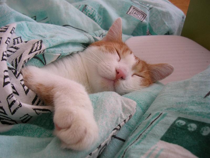 Foto: Zip-sladk� sp�nek