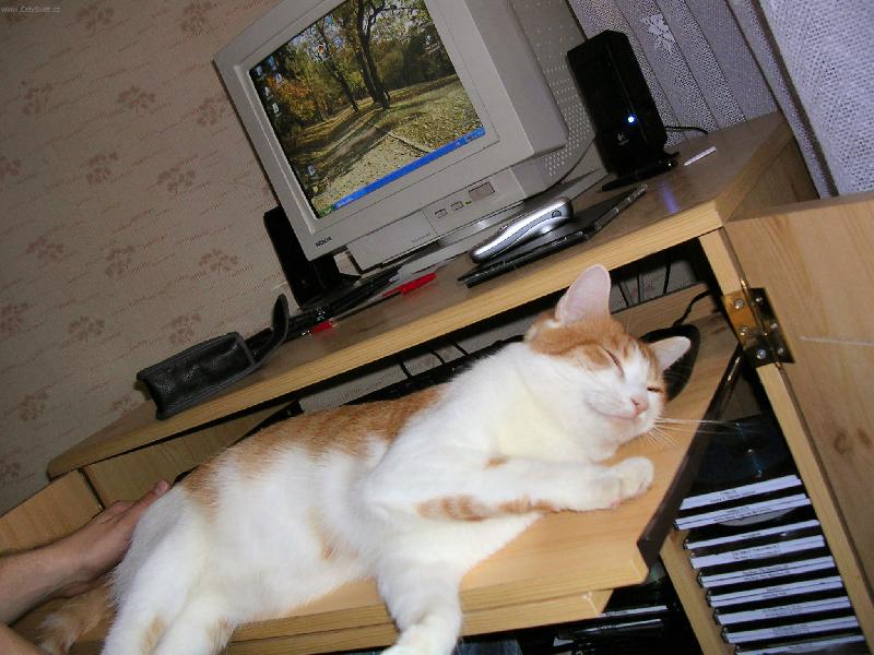 Foto: Zip-kocour le�� na kl�vesnici