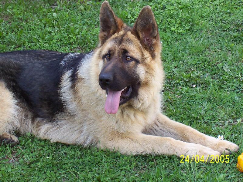 Foto: Jmenuji se REX-Jsem nejlep�� kamar�d a ochr�nce m�ho osmilet�ho �lov���ho p��tele