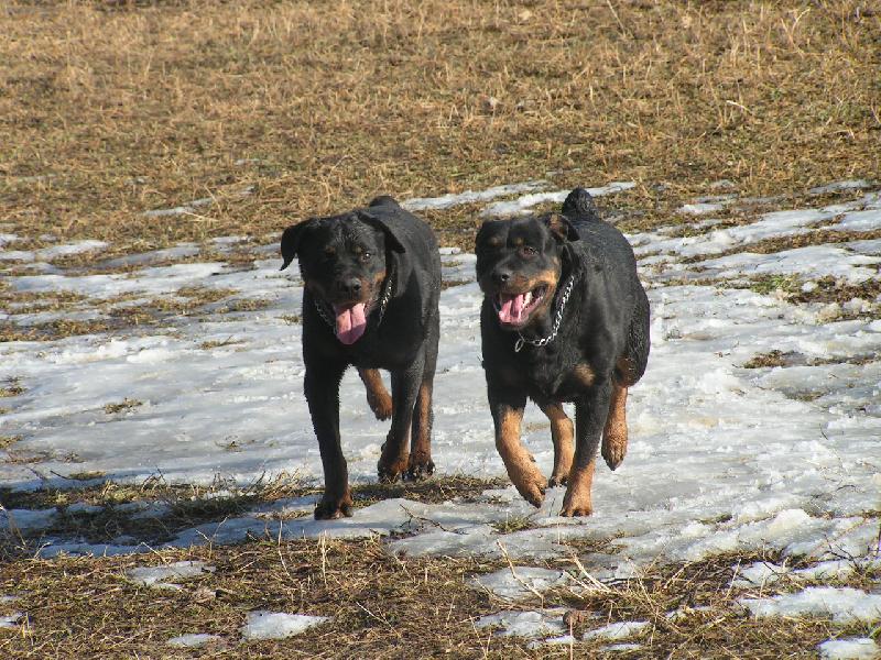 Foto: G�ja a ��a-bok po boku