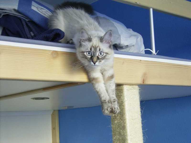 Foto: Caira, n�vsk� kot�-Ko�ka visac� :-)))