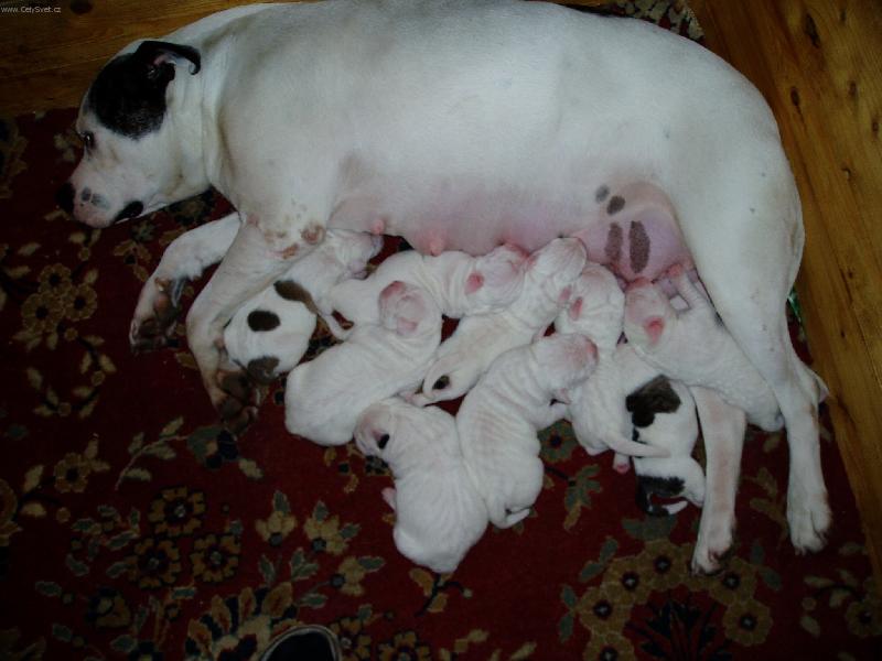 Foto: Ela Red Cock-Ela se �t��aty -www-americkybuldog.kvalitne.cz