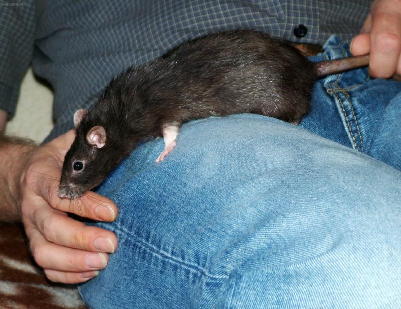 Foto: Jsou potkani odporn�? Jak kdy.-V�dy� i potkan m��e b�t mazl��ek.