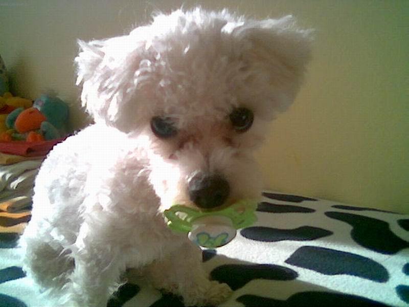 Foto: Prost� tomu dudl�ku ned�m pokoj!