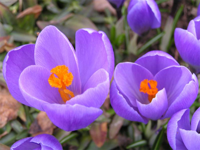 Foto: Na�e krokusy-Nafoceno minul� rok