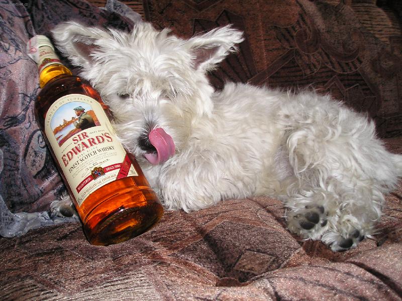 Foto: Whisky to je moje gusto!!!!-Na�e Sindynka je prav� west�k!!!