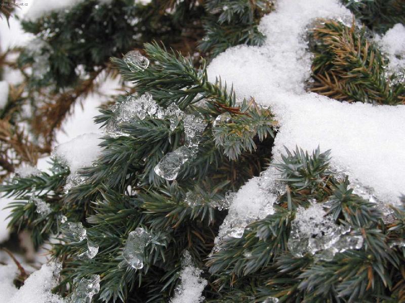 Foto: Zima-Zimn� ke�