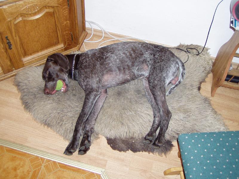 Foto: Unaven� aport�r-N�meck� kr�tkosrst� oha� st�le p�ipraven p�in�st aportek.