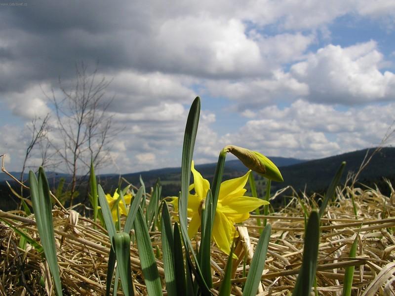 Foto: Narcisy na �umav�