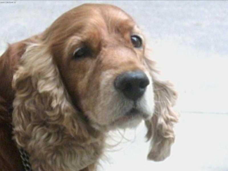 Foto: Bretu�ek!!!!!-takhle smutn� se na mn� d�v� po��d