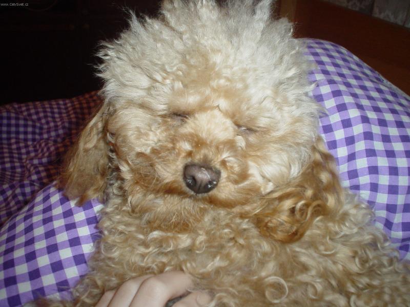 Foto: S�rinka-Tohle je na�e S�rinka