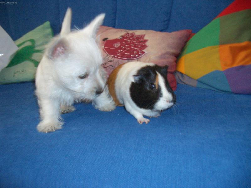 Foto: Ad�lka-Tady je Ad��lka,kdy� j� bylo osm t�dn� s mor�etem pepinkou