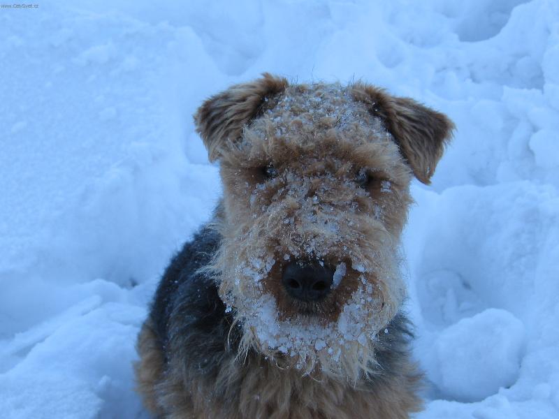 Foto: sn�hul��ek-tak tohle je n� ps�k sn�hul�k