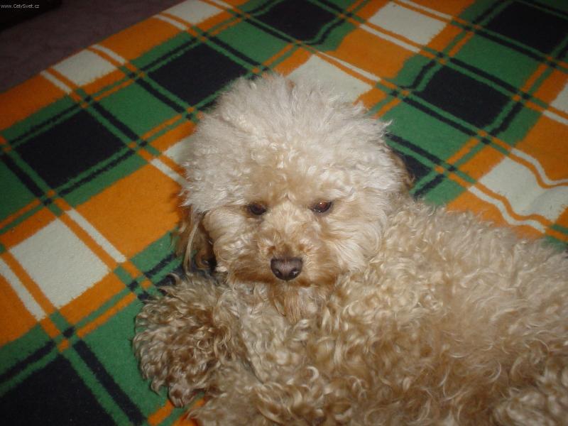 Foto: S�ra-S�rinka