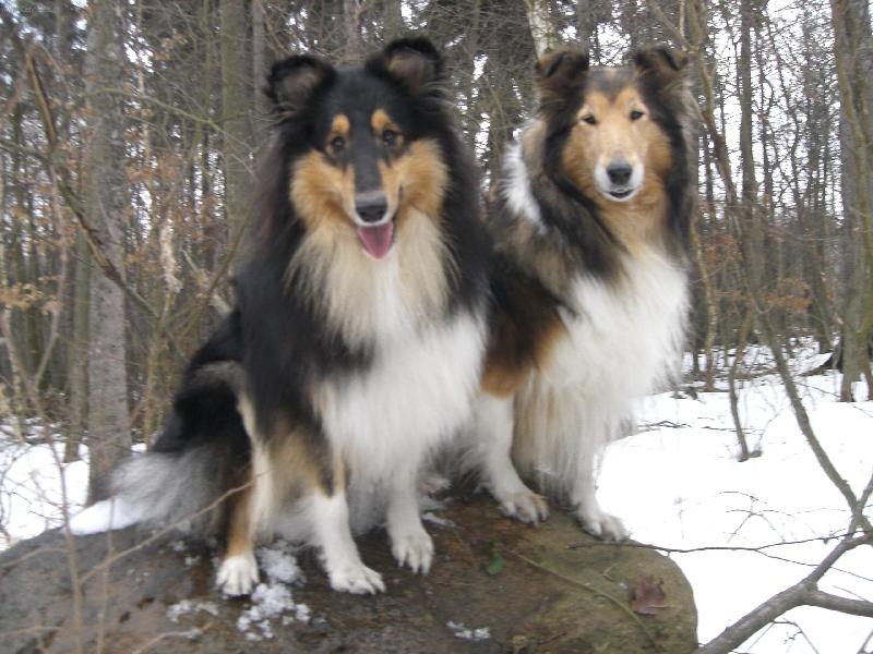 Foto: kolie-moji mil��kov�