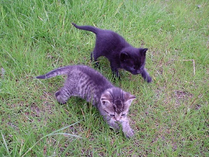 Foto: br�kov�-kocourci na pr�zkumu divo�iny