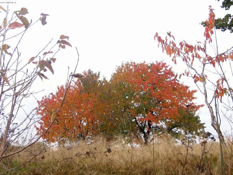 Foto: Podzim-Hra barev