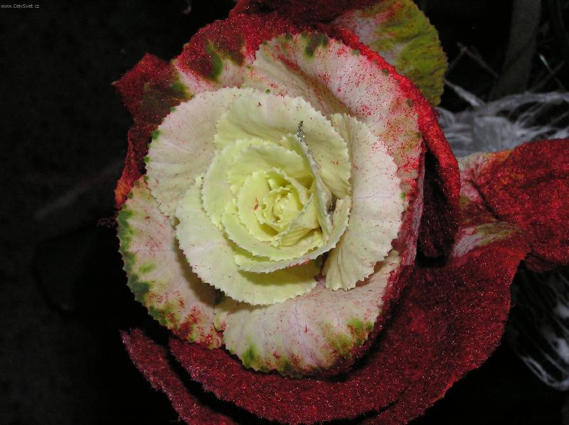 Foto: exotick� kr�ska-n�dhern� a z�hadn�