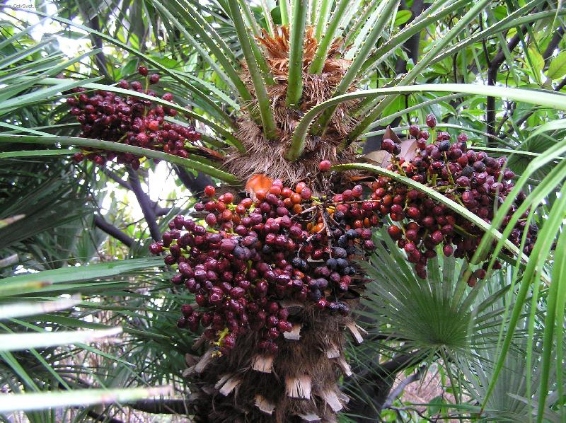 Foto: It�lie - ��m 31.12.2005-Palma datlov� s plody (datlovn�k)