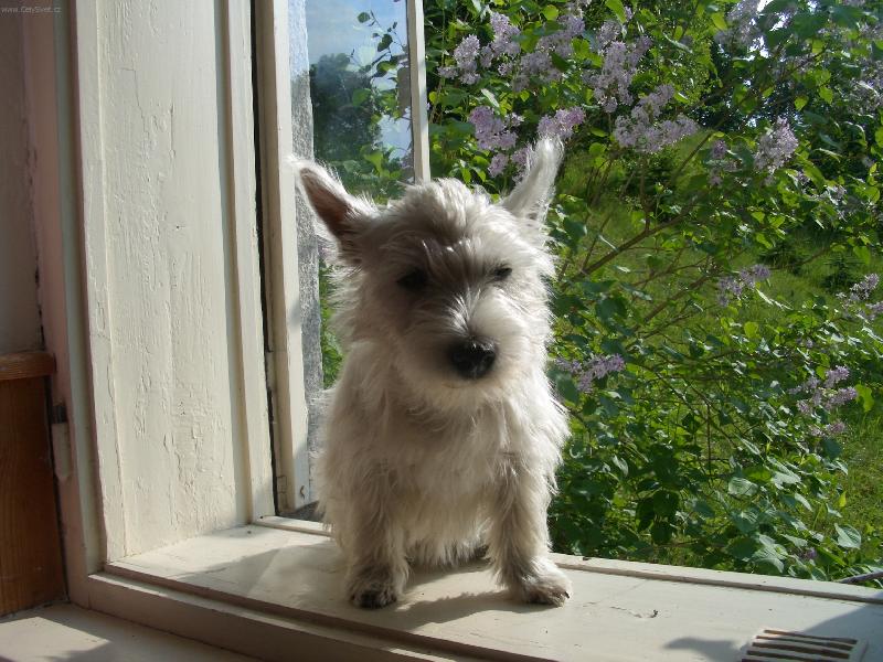 Foto: Ad�lka na okn�-Ad�lka se d�v� z okna
