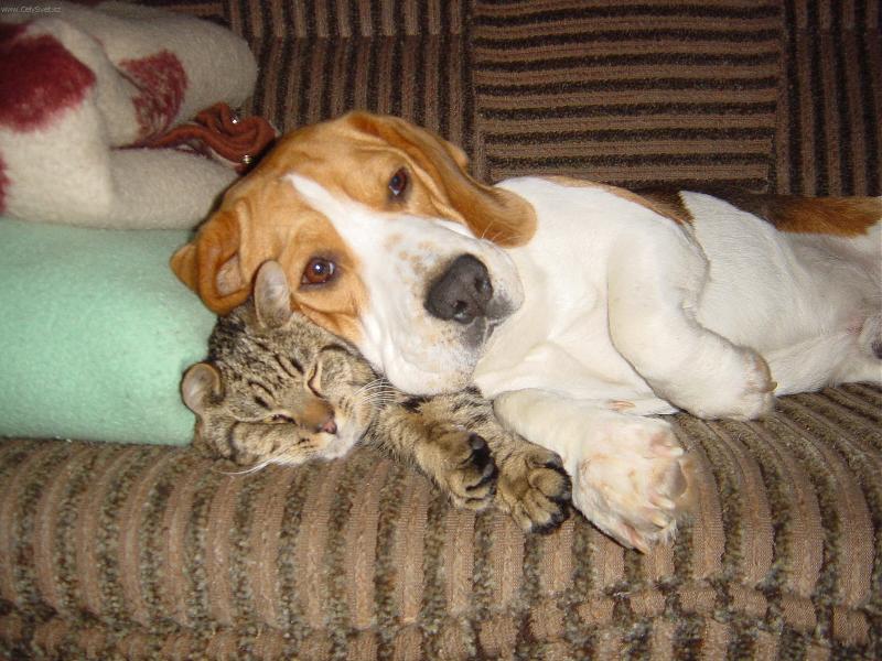 Foto: kamar�di-Kamar�dstv� na�eho psa Terryho a na�� ko�ky Fiflenky