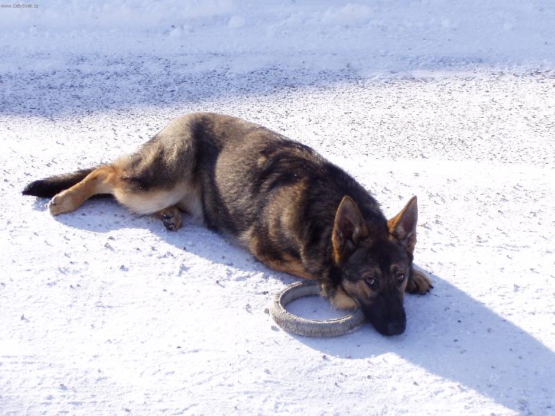 Foto: Britu�ka-No, nejsem roztomil�?