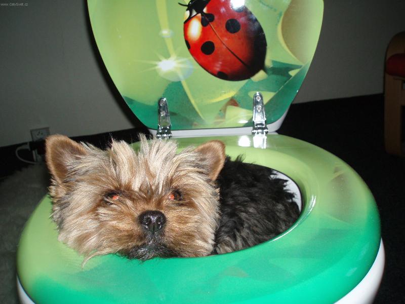 Foto: Jim�sek na WC-Na�e nov� WC si jako prvn� obl�bil Jim�sek