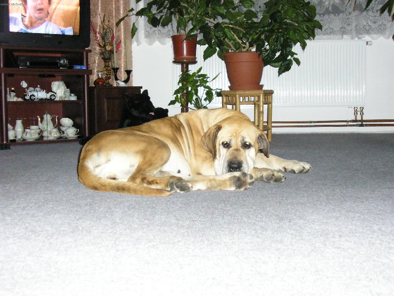 Foto: U� m� ta televize nebav�