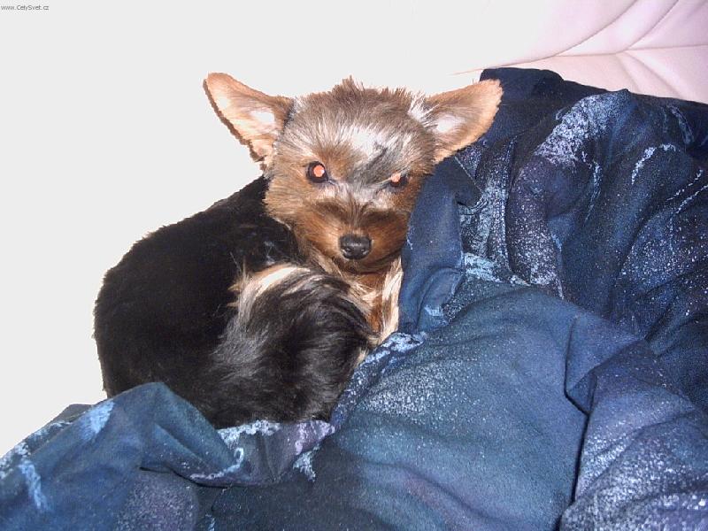 Foto: Na�e netop��ice