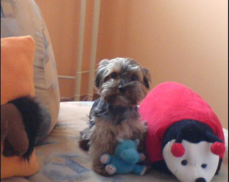 Foto: beru�ka-Art�k a jeho l�ska beru�ka