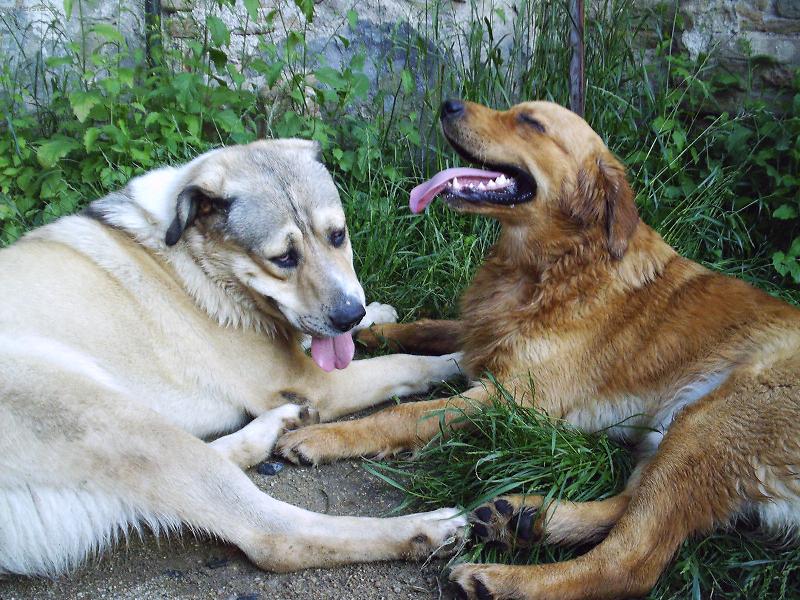 Foto: Arall a nej.kamar�d-Arall