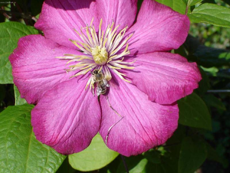 Foto: v�elka-jak se v�elky krm�