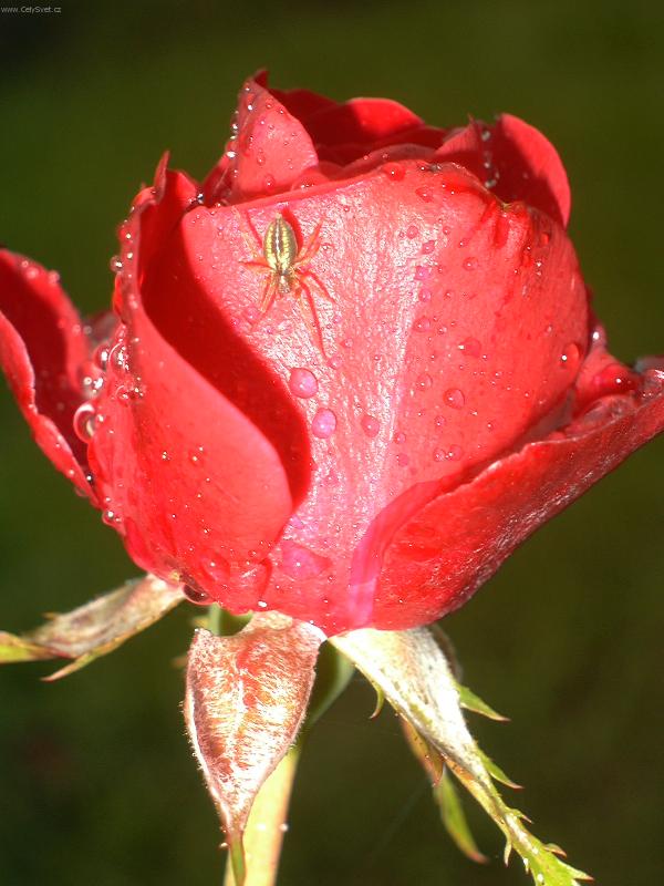 Foto: Vzkv�taj�c� �ivot po de�ti.