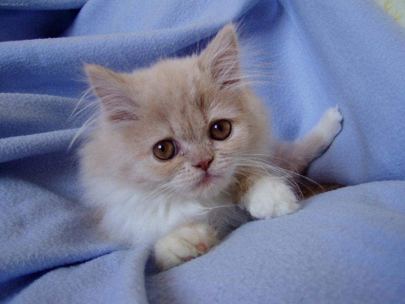 Foto: Persk� ���a-To jsou kukadla a jenom moje.