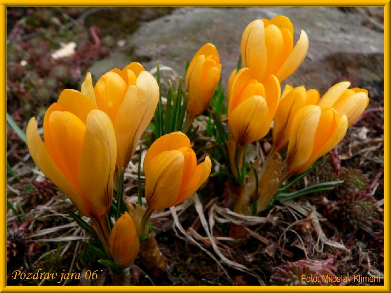 Foto: pozdrav jara-krokusy