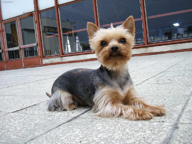 Foto: Akinka-je to n� mil��ek