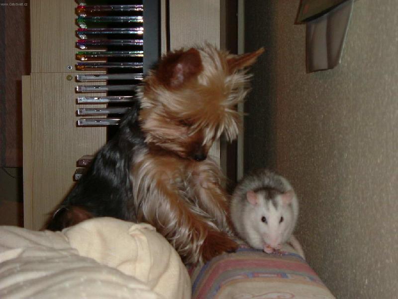 Foto: Akinka-a jej� k�mo�ka Jessy