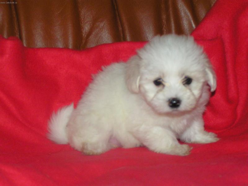 Foto: brou�ek-�t�n�tko -m� prvn� foto