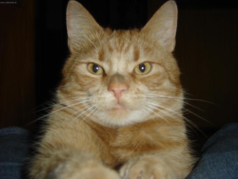 Foto: Babi��in kocourek kub�k