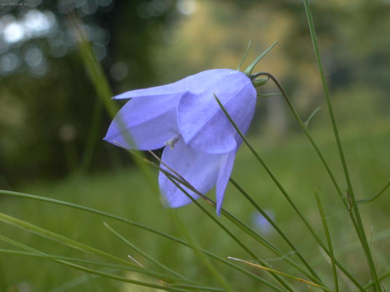 Foto: Pohled do tr�vy.