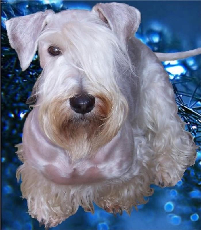 Foto: Ag�ta je miss-v�t�z sout�e KCHT nejlep�� teri�r roku 2005