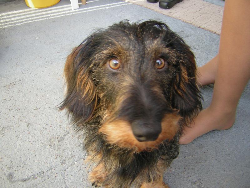 Foto: Ben-M�j nejlep�� kamar�d...