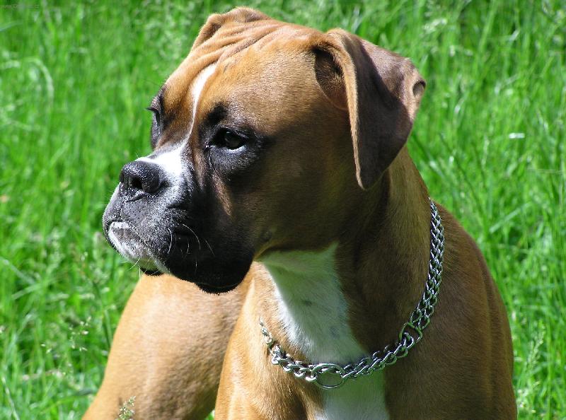 Foto: Na louce-Aeminka je na�tvan�