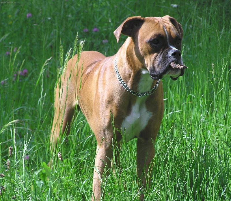 Foto: Na louce-Osmim�s��n� Aeminka dov�d�