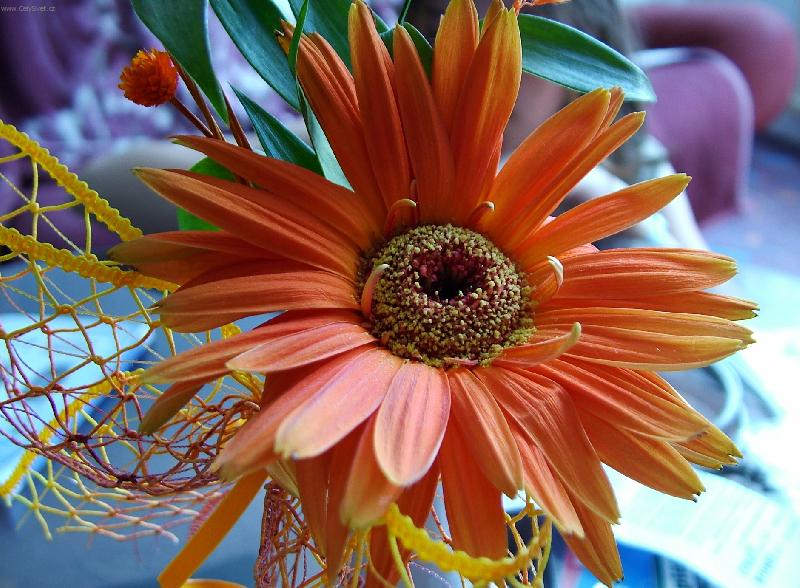Foto: kv�tina z kytice-Gerbera